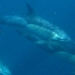 Dauphins communs sous l'eau