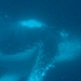 Baleine à bosse en plongée