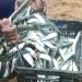 Des sardines ultra fraîches