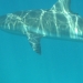 Requin gris des caraïbes