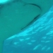 Requin gris des caraïbes vu du dessous