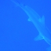Requin marteau hallicorne