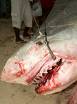 requin tigre,capturés,attaques,requins,seychelles